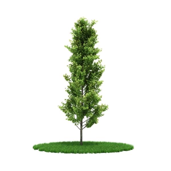 مدل سه بعدی درخت - دانلود مدل سه بعدی درخت - آبجکت سه بعدی درخت - دانلود آبجکت سه بعدی درخت -دانلود مدل سه بعدی fbx - دانلود مدل سه بعدی obj -Tree 3d model free download  - Tree 3d Object - Tree OBJ 3d models - Tree FBX 3d Models - 